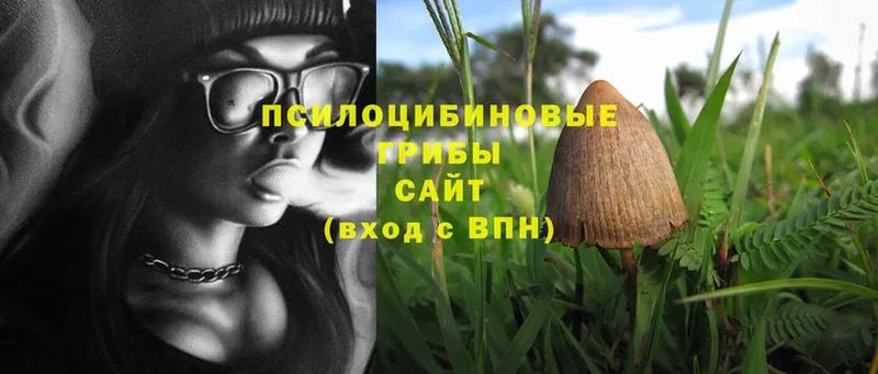 дарк нет телеграм  Горняк  Галлюциногенные грибы MAGIC MUSHROOMS 